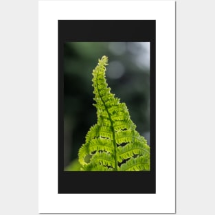 Fern Posters and Art